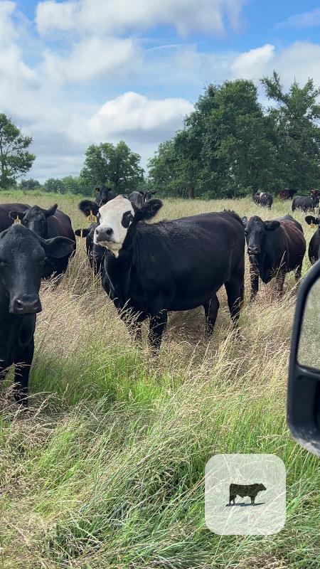 300 Angus & Angus Cross Cows... Northeast OK thumbnail 2