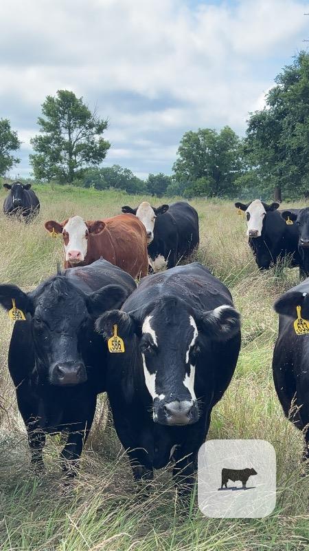 300 Angus & Angus Cross Cows... Northeast OK thumbnail 4