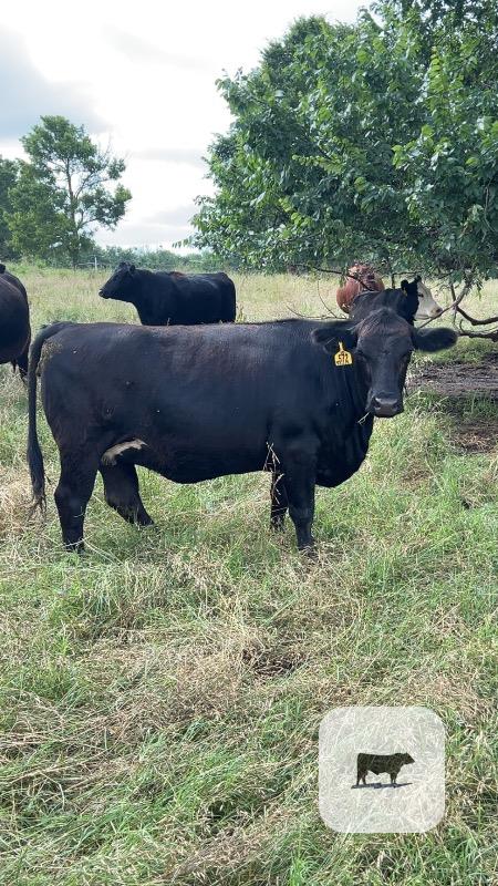 300 Angus & Angus Cross Cows... Northeast OK thumbnail 6