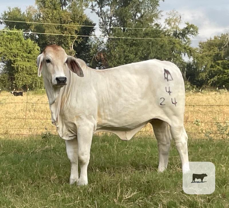 1 Reg. Brahman Rep. Heifer... Northeast TX thumbnail 2