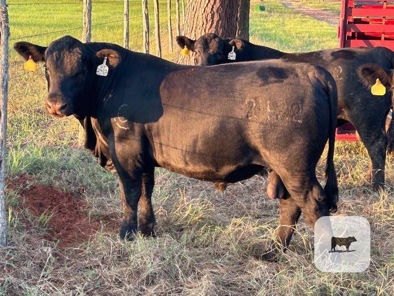 5 Reg. Angus Bulls... East TX thumbnail 2