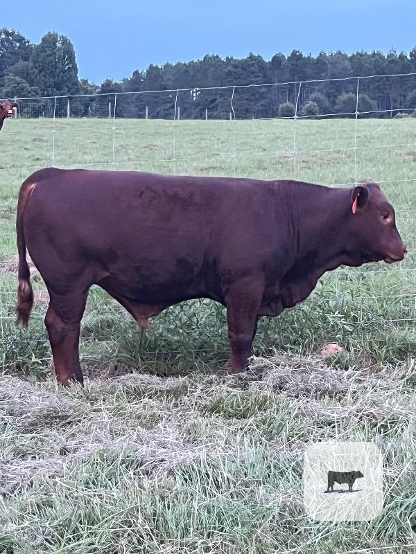 3 'Star 5' Santa Gertrudis/Red Angus Bull Calves... Southeast MS