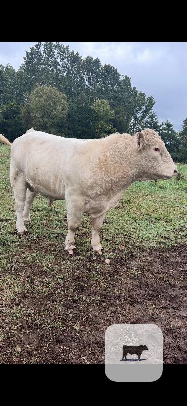 12 Charolais Bulls... Northwest AR