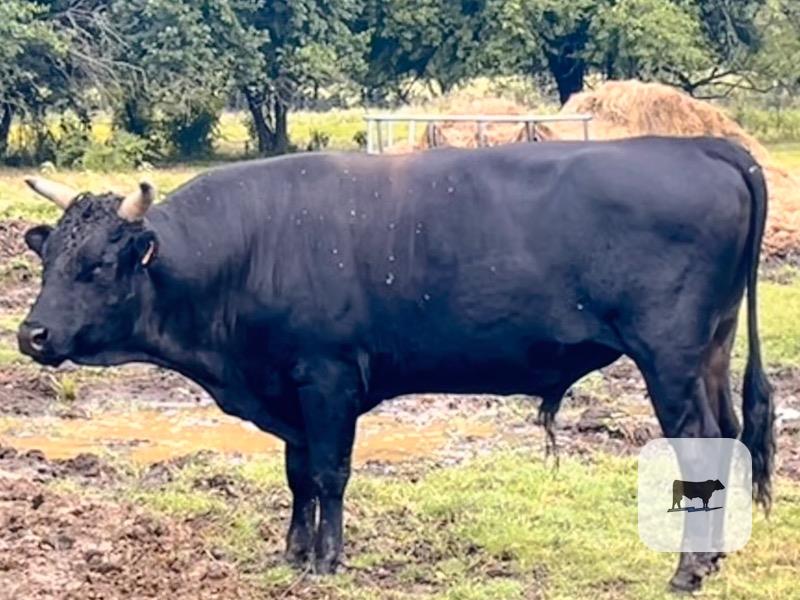 3 Reg. Wagyu Bulls... Northeast TX thumbnail 6