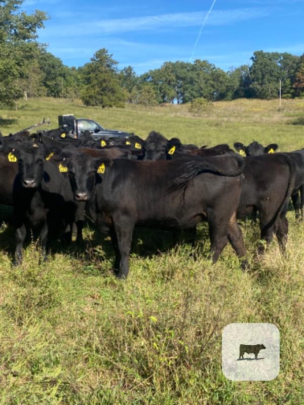 50 Purebred Angus Bred Heifers... W. Central MO