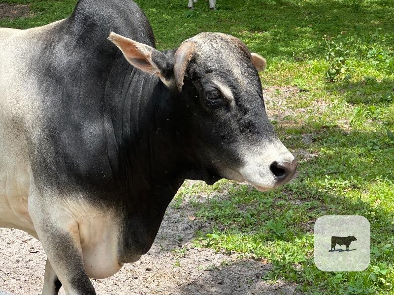 Reg. Miniature Zebu Bull & Cow... Central FL