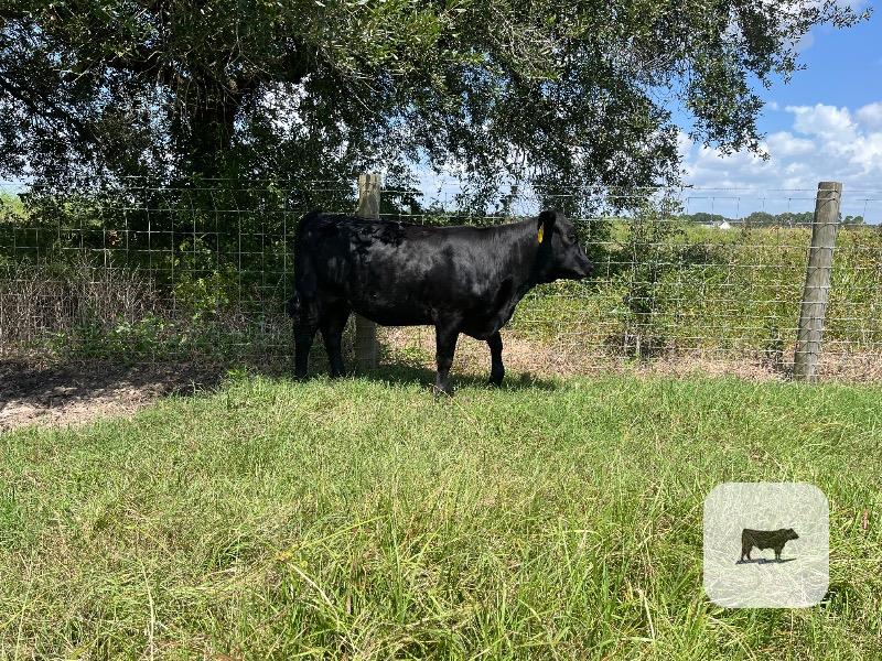 Registered Brangus Ultrablack Replacement Heifer thumbnail 3