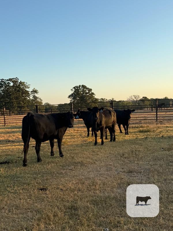 4 Angus Rep. Heifers... Central TX thumbnail 2