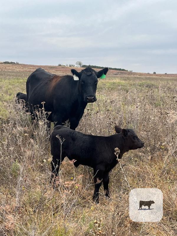18 Angus Pairs... Northwest OK thumbnail 3