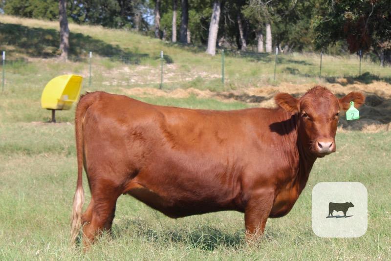 14 Red Angus Rep. Heifers... Central TX