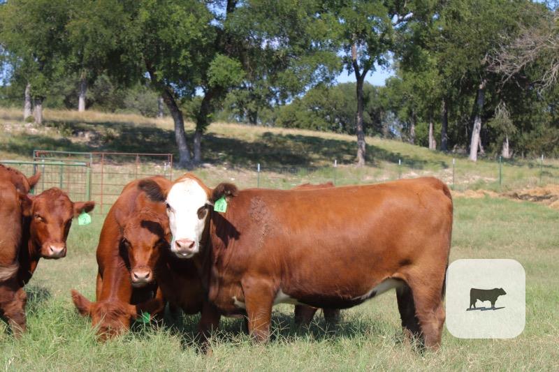 14 Red Angus Rep. Heifers... Central TX thumbnail 4