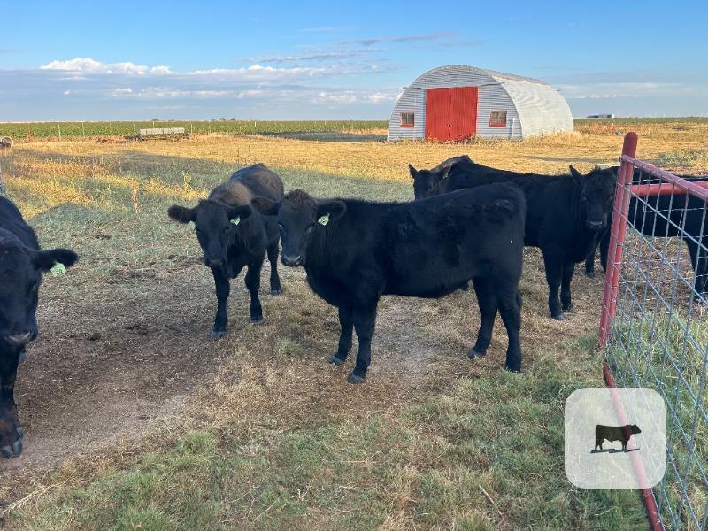 199 Angus Rep. Heifers... TX South Plains thumbnail 3