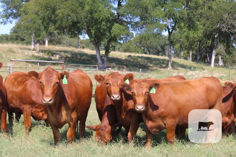 14 Red Angus Rep. Heifers... Central TX thumbnail 3