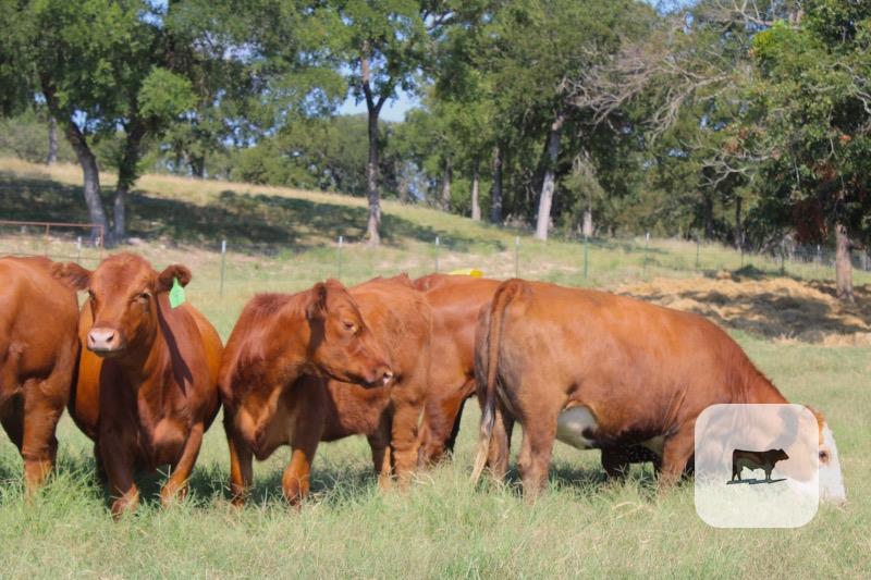 14 Red Angus Rep. Heifers... Central TX thumbnail 5