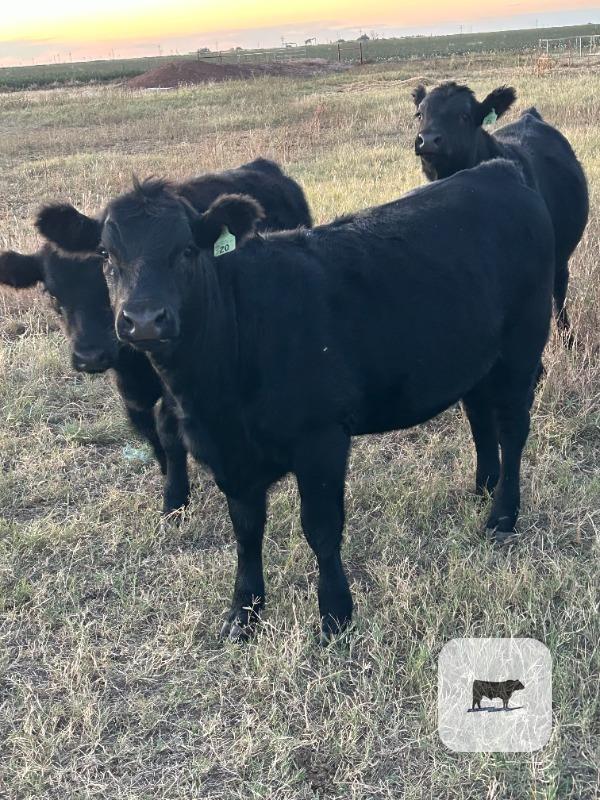 5 Angus Rep. Heifers... TX South Plains