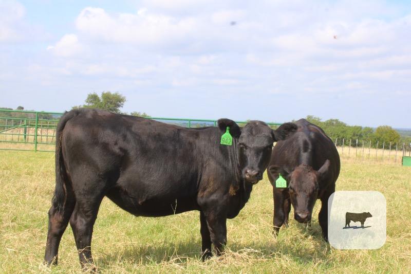 283 Angus Rep. Heifers... Central TX
