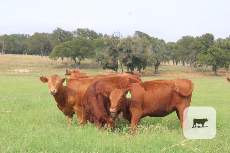 5 Red Angus/Beefmaster Rep. Heifers... Central TX thumbnail 5