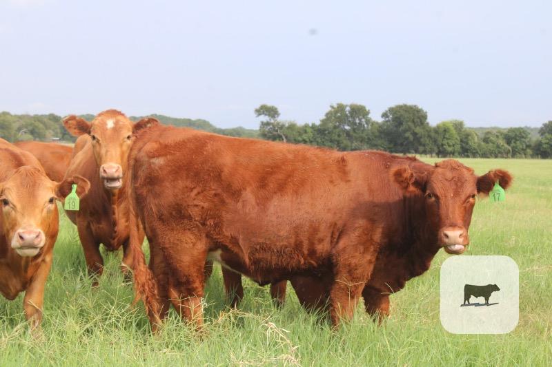 5 Red Angus/Beefmaster Rep. Heifers... Central TX thumbnail 4