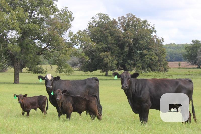 173 Angus Plus 1st-Calf Pairs... Central TX thumbnail 4