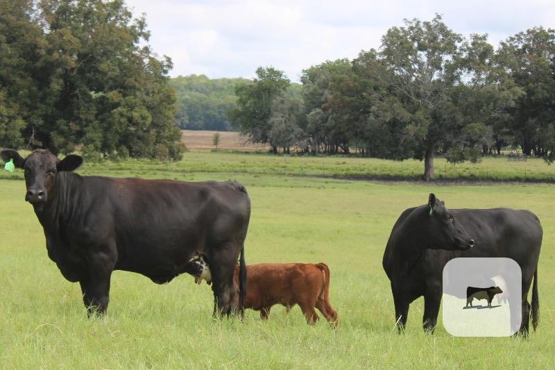 173 Angus Plus 1st-Calf Pairs... Central TX thumbnail 5