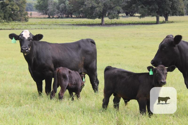 173 Angus Plus 1st-Calf Pairs... Central TX thumbnail 2