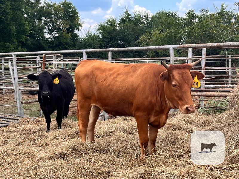 3 F1 Angus/Wagyu Rep. Heifers... Northeast TX thumbnail 5