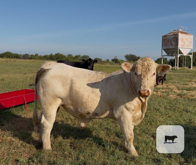 1 Reg. Charolais Bull... S. Central OK thumbnail 2