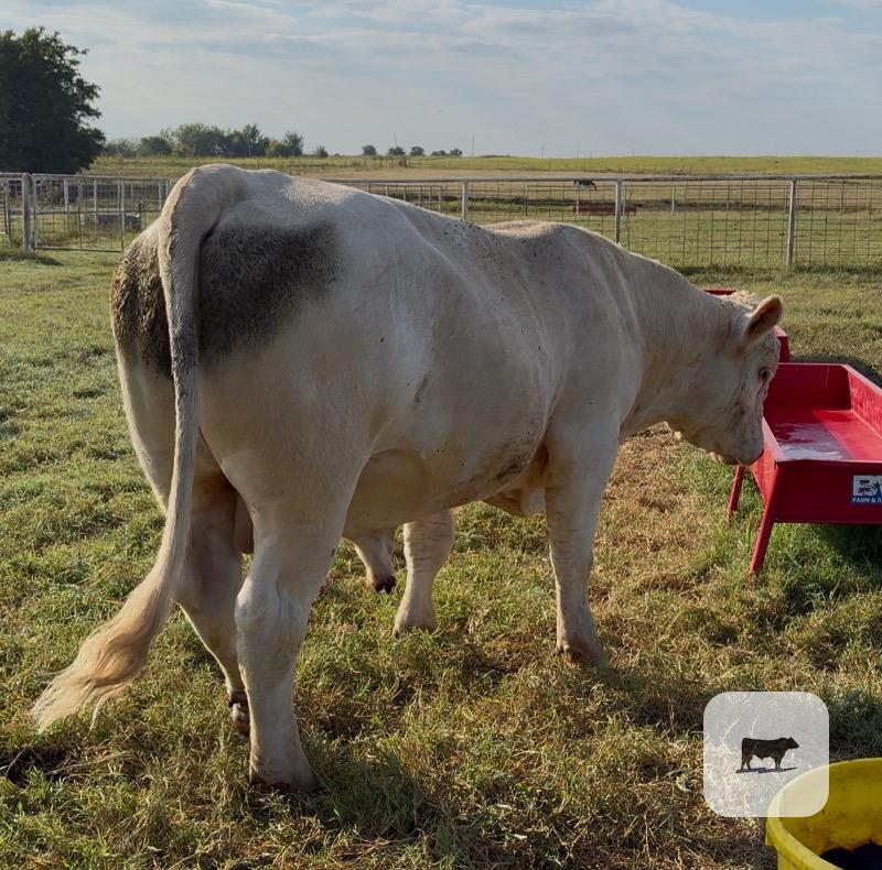 1 Reg. Charolais Bull... S. Central OK thumbnail 3