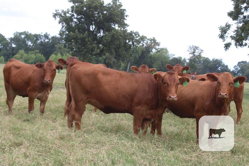 10 Red Angus Plus Open Replacement Heifers... Central TX thumbnail 6