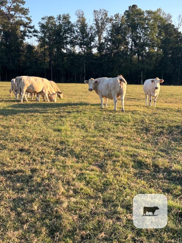 11 Reg. Charolais Cows w/ 5+ Calves... Central LA thumbnail 4