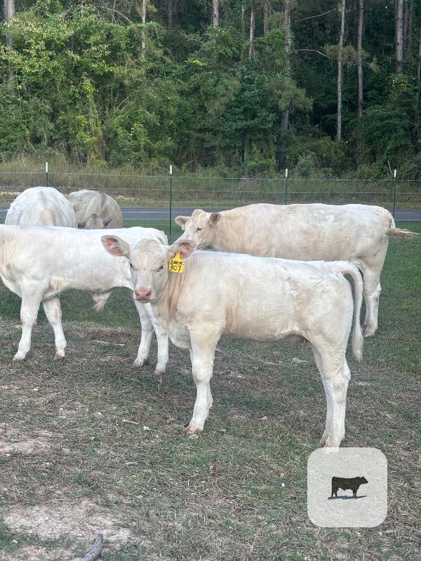 11 Reg. Charolais Cows w/ 5+ Calves... Central LA thumbnail 2