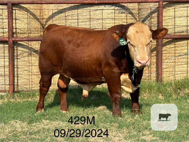 8 Reg. Hereford Bulls... Northeast TX thumbnail 5