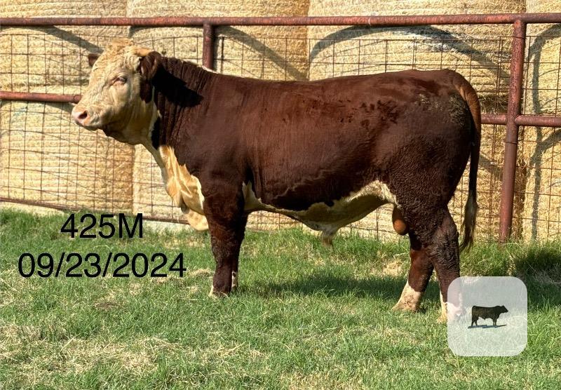 8 Reg. Hereford Bulls... Northeast TX thumbnail 4