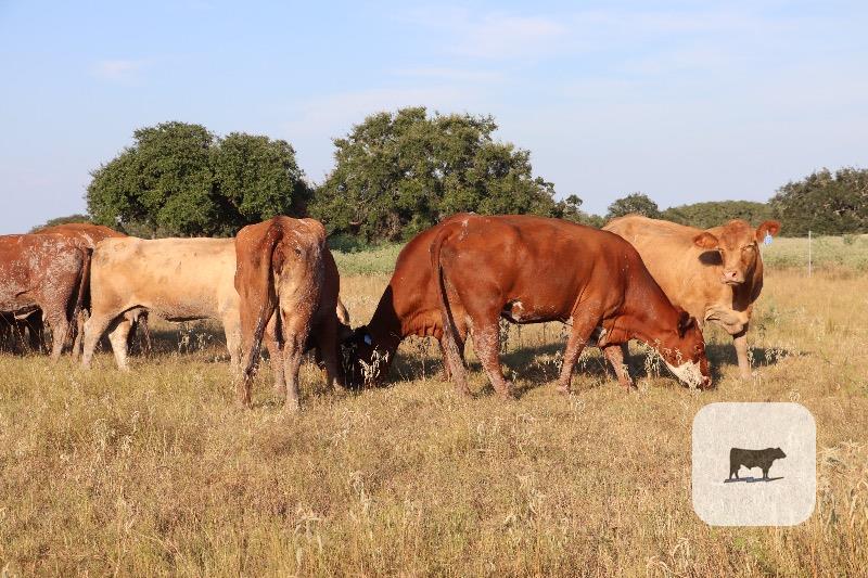12 Crossbred Cows... South TX thumbnail 5