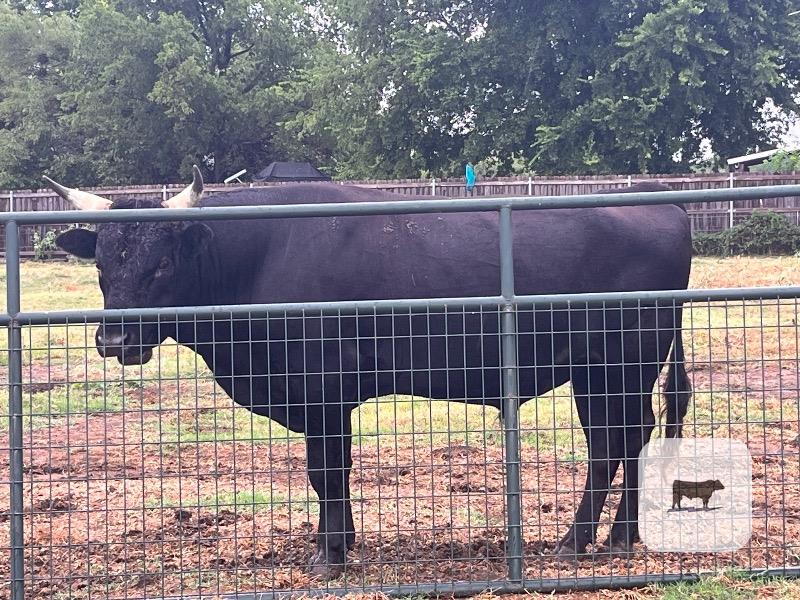 3 Reg. Wagyu Bulls... Northeast TX thumbnail 4