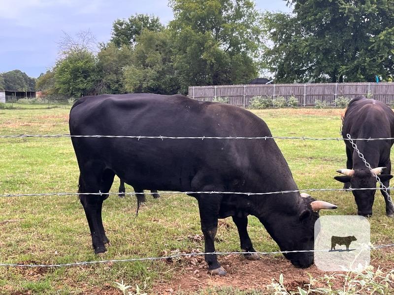 3 Reg. Wagyu Bulls... Northeast TX thumbnail 2