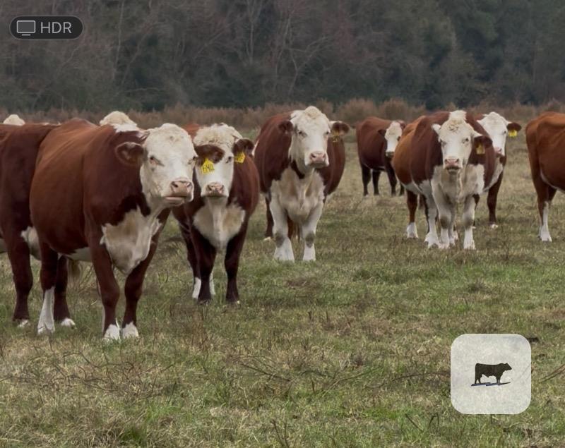 24 Reg. Polled Hereford Cows... Southeast MS thumbnail 2