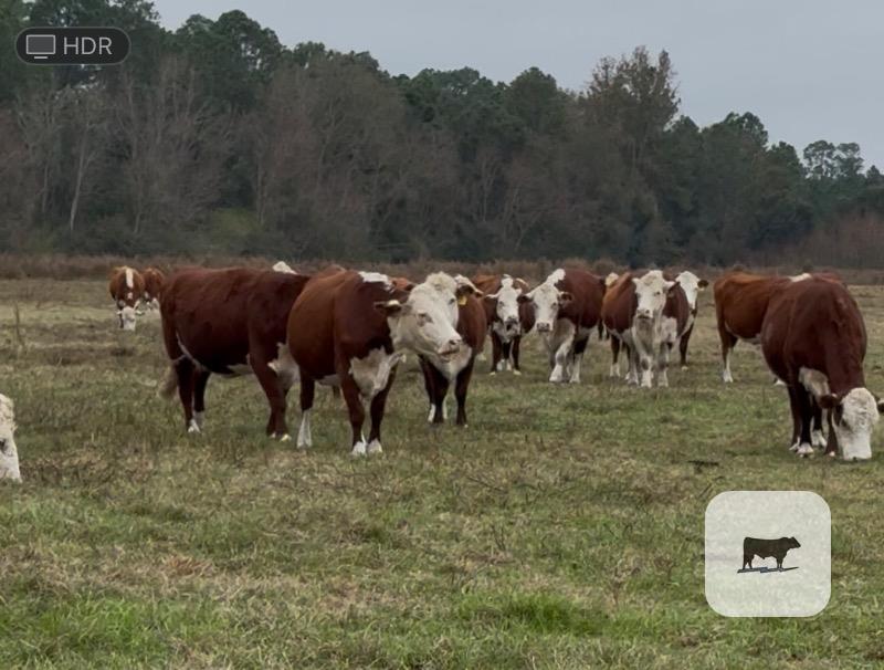 24 Reg. Polled Hereford Cows... Southeast MS thumbnail 3