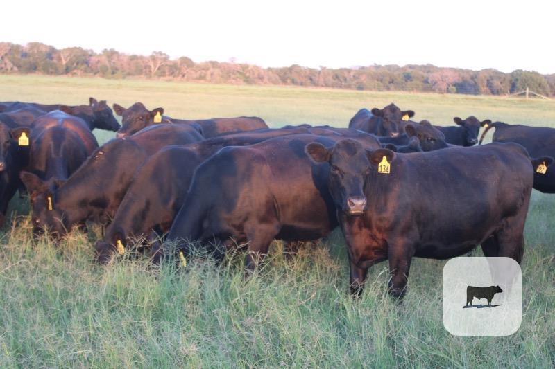 48 Angus Bred Heifers... Central TX thumbnail 2