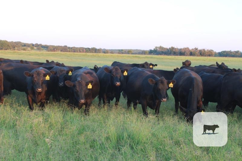 48 Angus Bred Heifers... Central TX