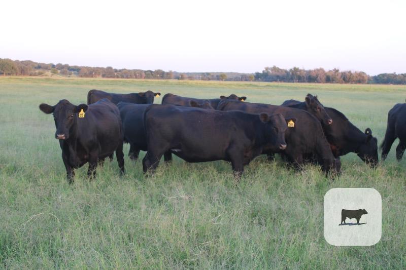 48 Angus Bred Heifers... Central TX thumbnail 5