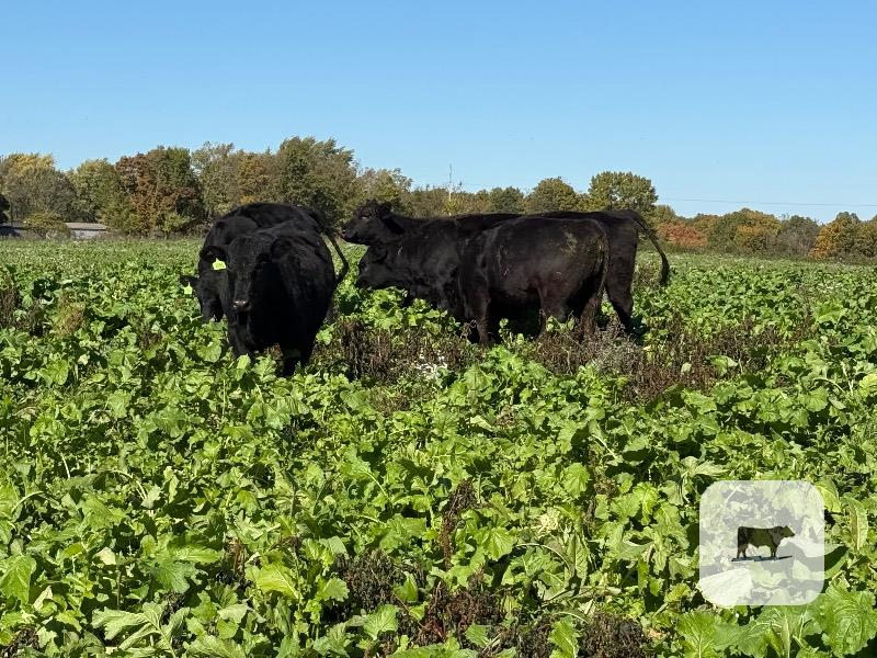 31 Angus Bred Heifers... Southwest MO thumbnail 4