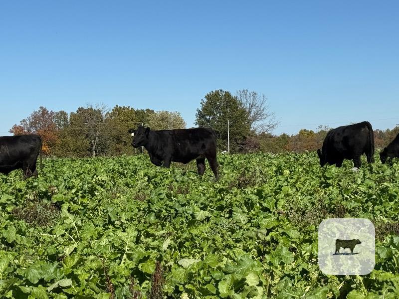 31 Angus Bred Heifers... Southwest MO thumbnail 5