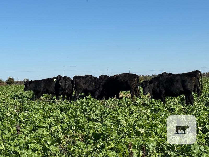 31 Angus Bred Heifers... Southwest MO thumbnail 3