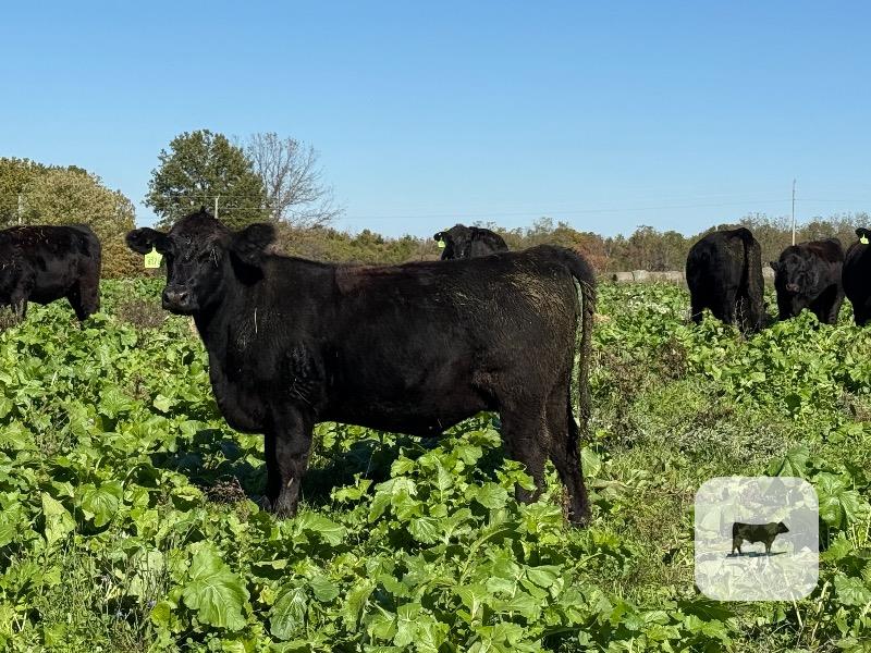 31 Angus Bred Heifers... Southwest MO