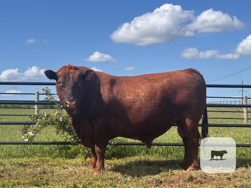 1 Reg. Red Angus Bull... N. Central OK