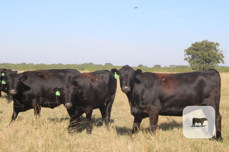 123 Angus & BMF Cows... Central TX thumbnail 3