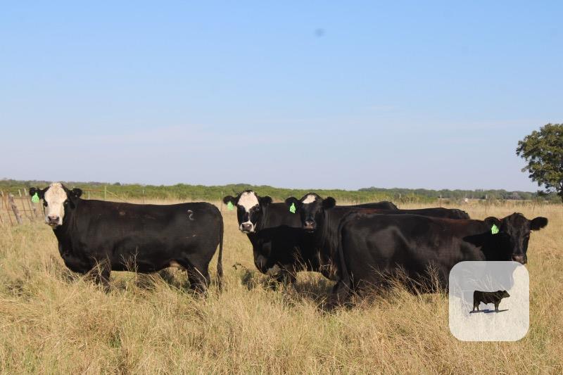 123 Angus & BMF Cows... Central TX thumbnail 4