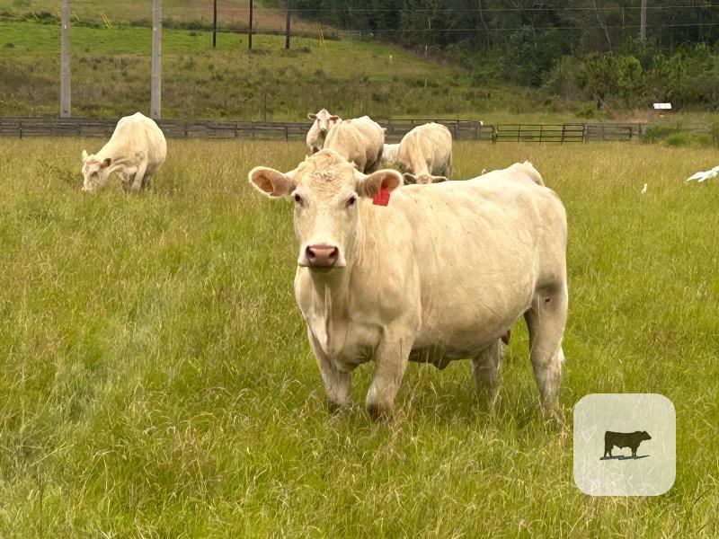 11 Reg. Charolais Cows w/ 3+ Calves... Southern GA
