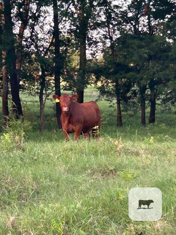67 Red Angus Bred Heifers... Southeast OK thumbnail 2